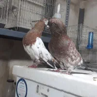 کله تاپ جفت|پرنده|اهواز, کوی صنایع|دیوار