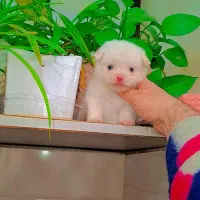 پودل کراس مینیاتوری