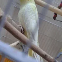 دو عدد عروس هلندی حدودا ۴ ماهه|پرنده|خمینی‌شهر, |دیوار