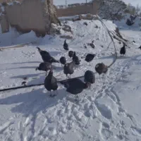 بوقلمون ماده|حیوانات مزرعه|نظر کهریزی, |دیوار