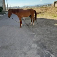 فروش اسب