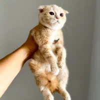 اسکاتیش کرم طلایی|گربه|کرج, فاز ۱ مهرشهر|دیوار