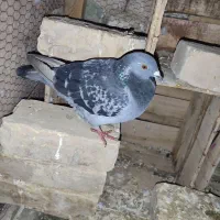 کبوتر۳|پرنده|سراوان, |دیوار