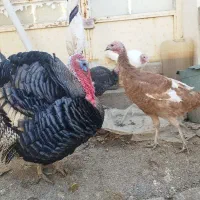 بوقلمون نر و ماده|حیوانات مزرعه|آشخانه, |دیوار