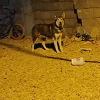 ۲عدد سگ ماده.|سگ|چیتاب, |دیوار