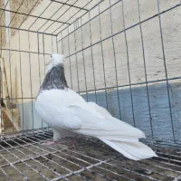 نر زیتونی هفت رنگ نر الماسی قهوه ای|پرنده|کرمانشاه, |دیوار