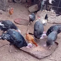 بوقلمون|حیوانات مزرعه|نیمروز, |دیوار