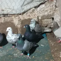 کبوتر|پرنده|اسفراین, |دیوار