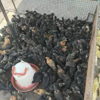 ۸۰۰ عدد جوجه گلپایگانی