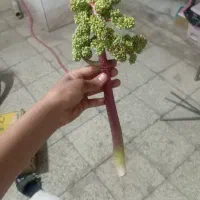 ریواس