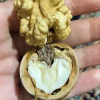 گردو. مغز گردو