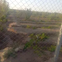 باغچه ۵۰۰ متری لنگرود|فروش زمین و ملک کلنگی|قم, مجیدیه|دیوار