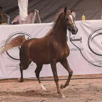 مادیان خالص عرب ۰۳