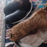 دو عدد خیگ روغنی که قبلا از آنها استفاده نشده است|ظروف نگهدارنده، پلاستیکی، یک‌بارمصرف|نجف‌آباد, یزدانشهر|دیوار
