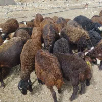 حیوانات مزرعه