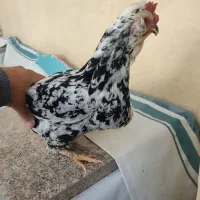 مرغ گلین|حیوانات مزرعه|شهرکرد, |دیوار