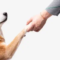 استخدام مسئول پذیرش کلینیک دامپزشکی