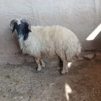 قوچ‌داشتی‌جوان