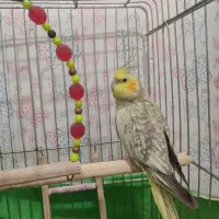 عروس هلندی