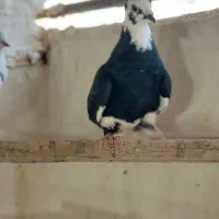 کبوتر شازده|پرنده|اصفهان, باغ فدک|دیوار