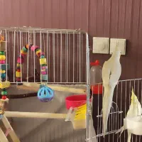 عروس هلندی ماده|پرنده|اهواز, شهرک برق|دیوار