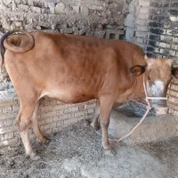 گاو|حیوانات مزرعه|باوی, |دیوار