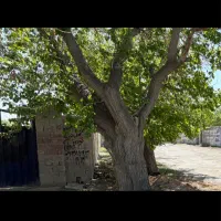 باغچه-زیبادشت-فرخ-آباد-سند-دار