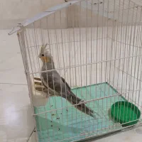 عروس هلندی رام
