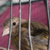 سهره قناری دهن فلوتی سبک دکتر بیات