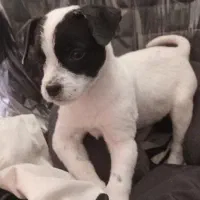 سگ نژاد mix terrier