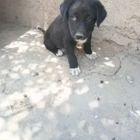 توله سگ سراب