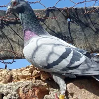 سبز مگس نر فروشی|پرنده|تفتان, |دیوار