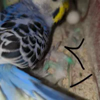 دو جفت مرغ عشق مولد  همراه با تخم|پرنده|بندر ماهشهر, |دیوار