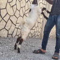 بز فوری فوری افغانی