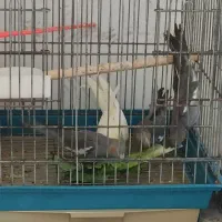 عروس هلندی|پرنده|بجنورد, |دیوار