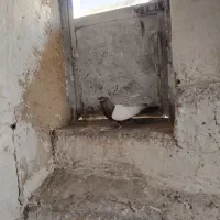 کفتر سینه ای نر