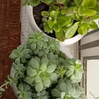 گل اپارتمانی