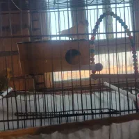 یک جفت مرغ عشق|پرنده|مهریز, |دیوار