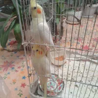 یک جفت عروس هلندی جوان