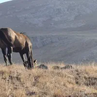 اسب نر 5ماهه