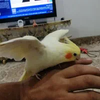عروس هلندی جفت مولد