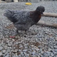 مرغ بومی تخمگذار جوان