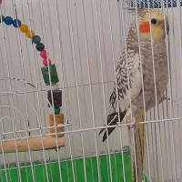 عروس هلندی ماده.|پرنده|ساری, |دیوار