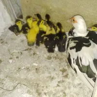 جوجه اردک اسرائیلی با مادر