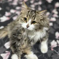 واگذاری گربه