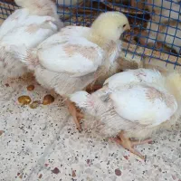 فروش جوجه ماشینی یک روزه