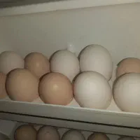 تخم مرغ محلی تازه