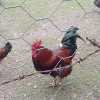 فروش خروس و اردک