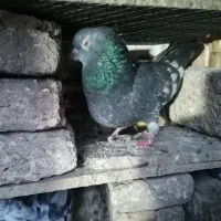 کبوتر|پرنده|فاضل آباد, |دیوار