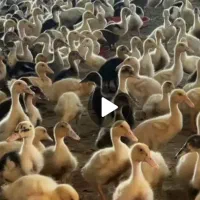 جوجه اردک محلی مخصوص شالیزار